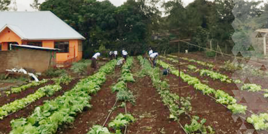 Rows of crops at the BCC Young Adult Farm.