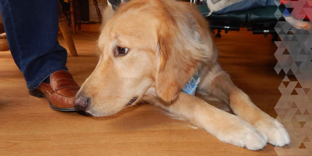 A LCC dog gets training on how to support someone who uses a wheelchair.